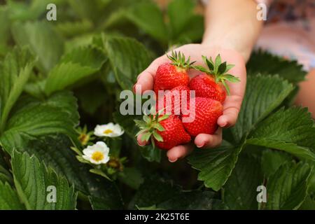 Woman hand holding handful of freshly picked strawberries on self picking strawberry farm field, leaves and two flowers in background. Stock Photo
