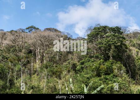 scenic rainforest at Macuca in Brazil under blue sky Stock Photo - Alamy