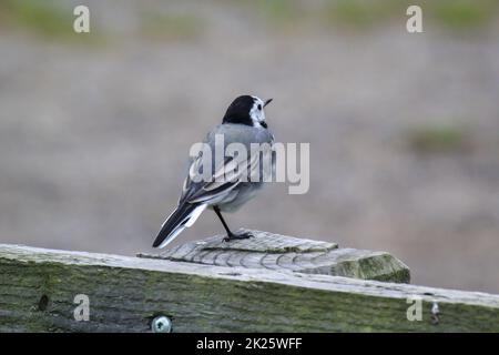 A small wagtail sits on a wooden parapet. Stock Photo