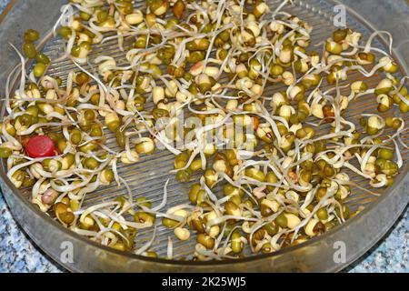 mung bean sprouts in a closeup Stock Photo