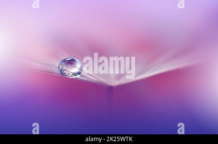 Beautiful Nature Background.Floral Art Design.Abstract Macro Photography.Pastel Flower.Dandelion Flowers.Violet Background.Creative Artistic Wallpaper.Wedding Invitation.Celebration,love.Close up View.Water Drops.Tranquil Natural Background. Stock Photo
