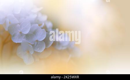 Beautiful Macro Shot.Magic Flowers.Border Art Design. Magic Light.Extreme Close up Photography.Conceptual Abstract Image.Golden Background.Fantasy Art.Creative Wallpaper.Beautiful Nature Background.Amazing Spring White Flower.Copy Space.Wedding Invitation Stock Photo