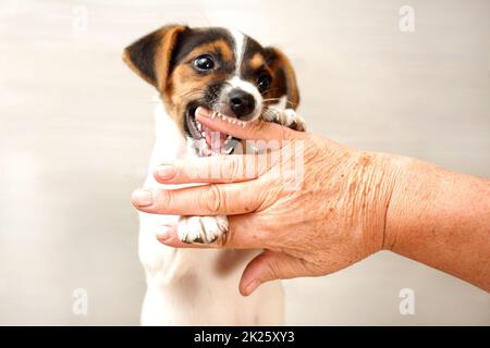 Two months old Jack Russell terrier puppy biting hand of old lady who tires to play with her. Stock Photo