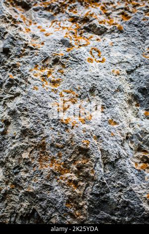 Limestone rock, with some plants growing on it Stock Photo