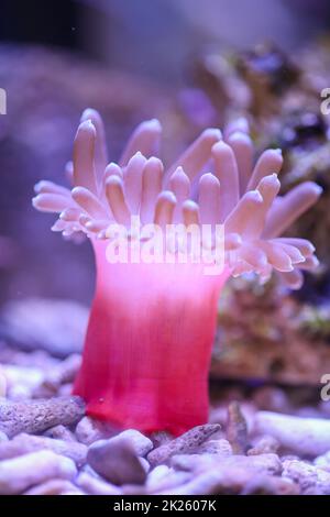 A beautiful copper anemone in a marine aquarium. Stock Photo