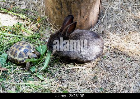 Rabbit on the farm Stock Photo
