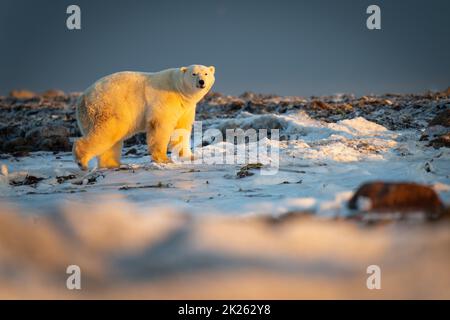 Polar bear walks across tundra at sunset Stock Photo