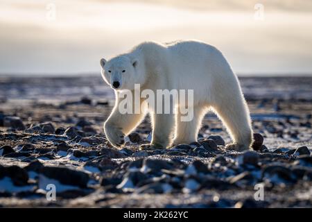 Polar bear walks across tundra eyeing camera Stock Photo