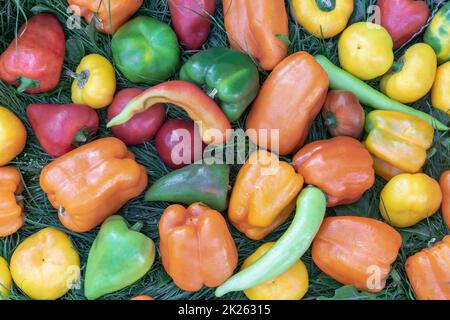 Ripe fruits of Bulgarian pepper on the grass. Stock Photo