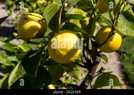 Close-up of yellow lemons on a tree in sunlight Stock Photo