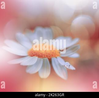 Beautiful Macro Shot of Magic Flowers.Border Art Design.Magic Light.Extreme Close up Photography.Conceptual Abstract Image.Yellow and Orange Background.Fantasy Art.Creative Wallpaper.Beautiful Nature Background.Amazing Spring Flower.Water Drop.Copy Space. Stock Photo