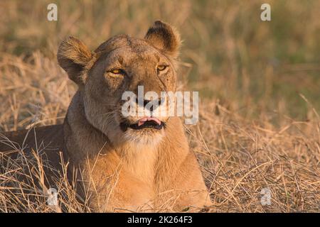 Close up of a lioness, Panthera leo, in the grass of Masai Mara. Stock Photo