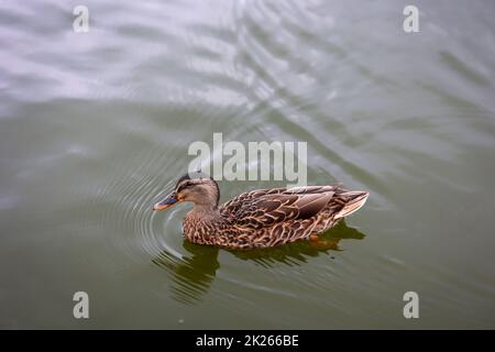 Mallards in a pond. The mallard is a species of bird and belongs to the anatidae family. Stock Photo