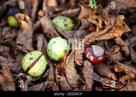 Several chestnuts lie between brown chestnut leaves. Stock Photo