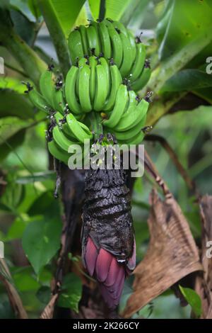 A bunch of green unripe bananas. Stock Photo