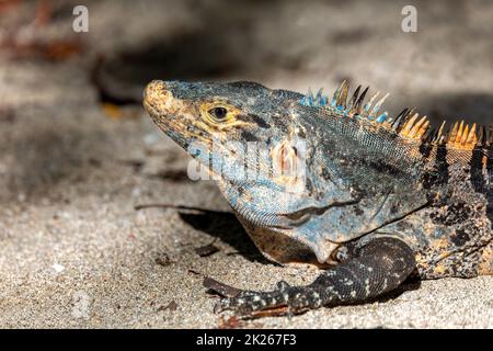 Black spiny-tailed iguana, Ctenosaura similis, Manuel Antonio National Park, Costa Rica wildlife Stock Photo