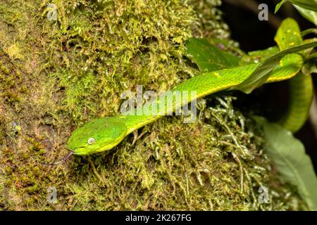 danger green snake Bothriechis lateralis, Santa Elena, Costa Rica wildlife Stock Photo