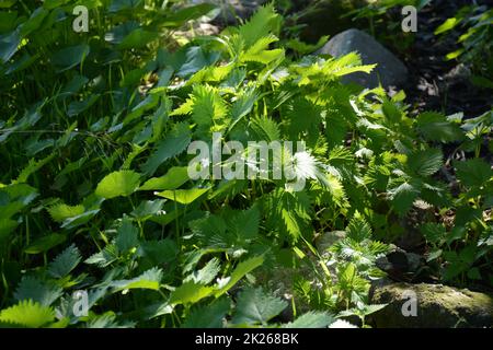 Green fresh nettles in forest, Stinging nettle. Thickets of nettles. Medicinal plant. Stock Photo