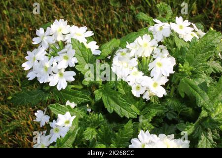 blossoming vervain in the garden Stock Photo