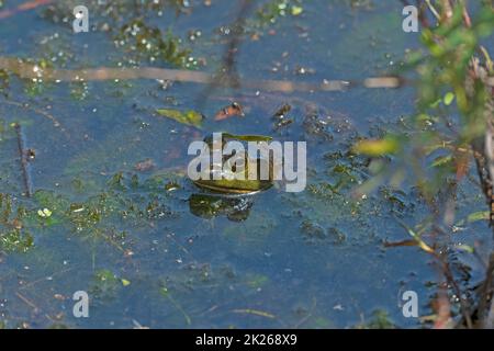 An American Bullfrog Peeking out ot the Marsh Stock Photo