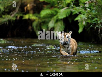 Bengal tiger cub is walking in the river stream. Stock Photo