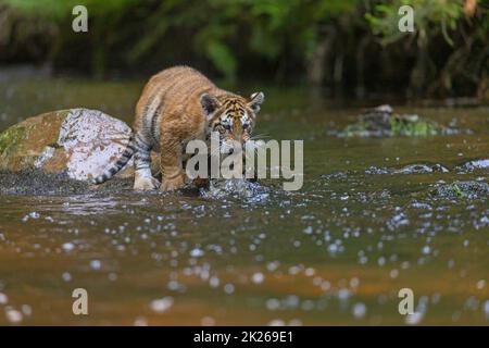 Bengal tiger cub is standing on the stone in the river Stock Photo