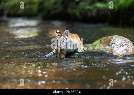 Bengal tiger cub is lying on the a stone in river stream. Stock Photo