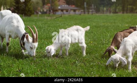 Group of goats, female mother and three young kids, grazing on green meadow, farm house in background Stock Photo