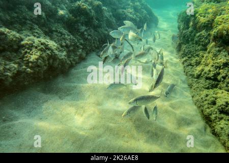 Underwater photo, group of small fishes swimming between algae covered rocks in shallow water, sun shining on sand sea bottom Stock Photo