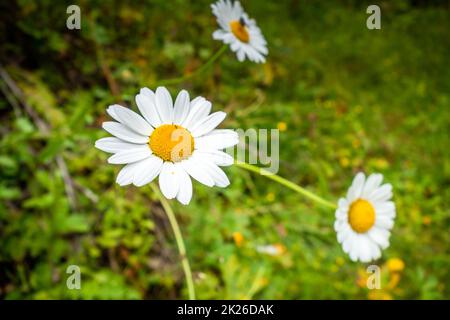 close-up photo of a daisy in a field Stock Photo