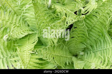 Detail of fern leaves Stock Photo