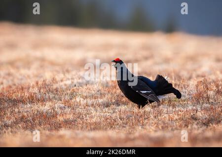 Male black grouse lekking and displaying on meadow in spring mating season Stock Photo