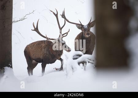 Two red deer stags wading through deep snow in winter forest Stock Photo