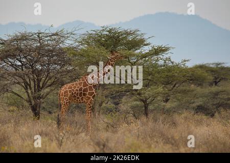Reticulated giraffe, Giraffa camelopardalis reticulata, feeding on a tree in the Samburu National Reserve in Kenya. Stock Photo