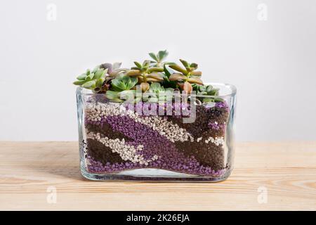 Succulent arrangement in a glass vase terrarium on wooden table Stock Photo