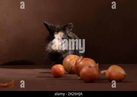 Small eared grey-brown rabbit on a brown background Stock Photo