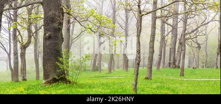 Beautiful mistery view of the foggy forest in spring Stock Photo