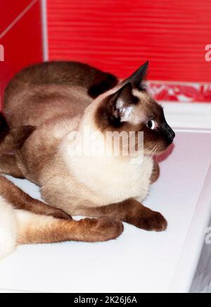 beautiful Siamese cat lies in a red bathroom Stock Photo