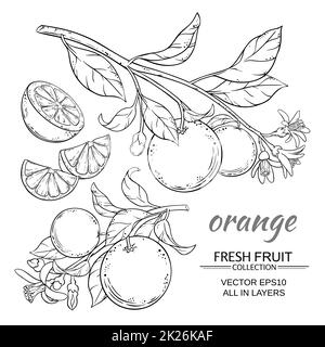 orange vector set Stock Photo - Alamy