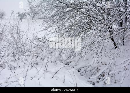 Snow-covered tree in snowfall Stock Photo