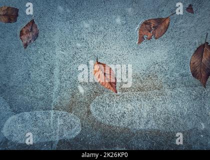 Close up abstract background of fallen dry leaves frozen in a puddle. Icy pothole texture, winter season cold backdrop Stock Photo