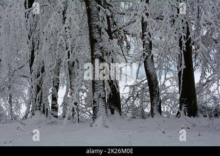 Wintertime  -  In the forest with snow Stock Photo