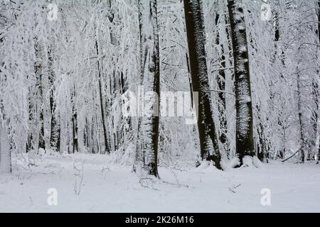 Wintertime  -  Trees in a forest  with a lot of snow Stock Photo