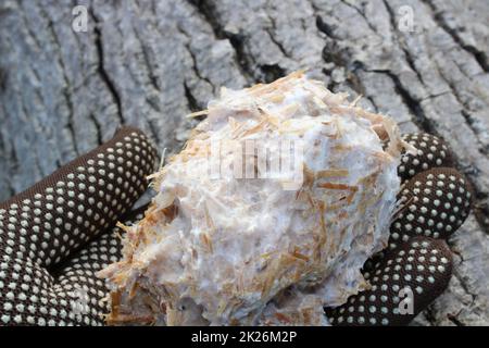 mushroom substrate on a hand in front of a tree Stock Photo