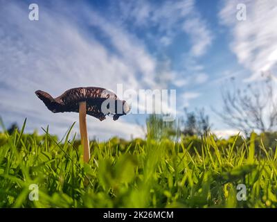 A small mushroom during a nice sunny day Stock Photo