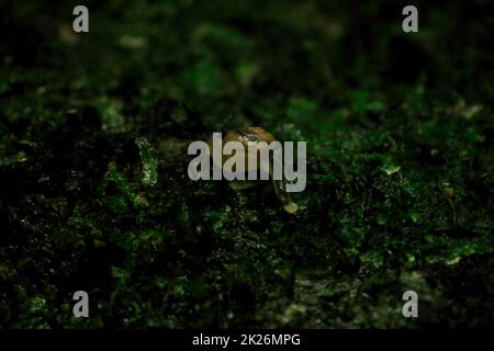 A tiny snail sits on a wet rock. Stock Photo