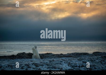 Polar bears wrestling on shoreline at dawn Stock Photo