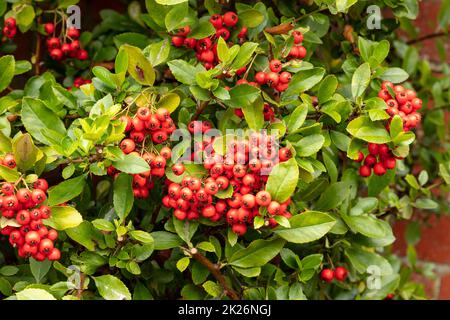 Vivid Pyracantha coccinea 'Red Column’, berries in close-up showing autumnal colours Stock Photo