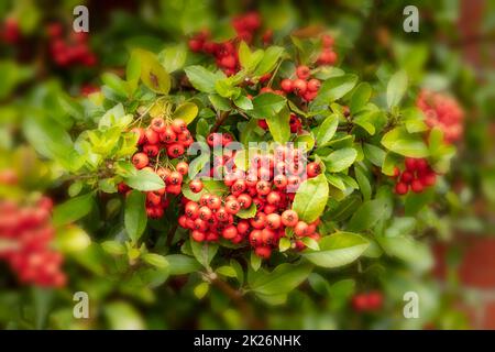 Vivid Pyracantha coccinea 'Red Column’, berries in close-up showing autumnal colours Stock Photo