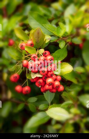 Vivid Pyracantha coccinea 'Red Column’, berries in close-up showing autumnal colours Stock Photo